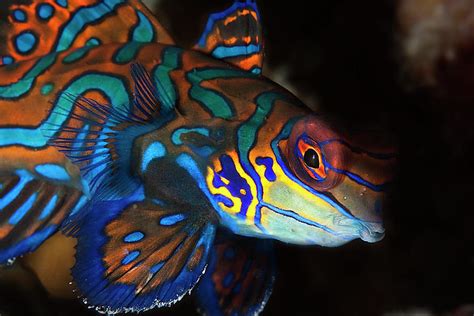Mandarin Fish Photograph By Belive Fine Art America