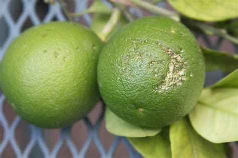PLANTanswers: Plant Answers > Citrus Damage by Grackles (Bird)