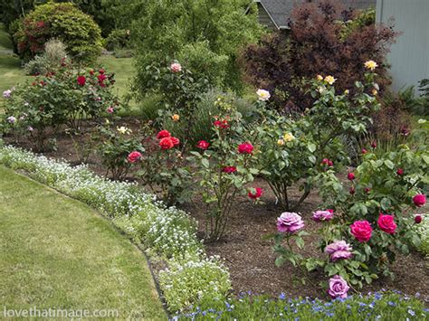 My Rose Garden Saras Fave Photo Blog