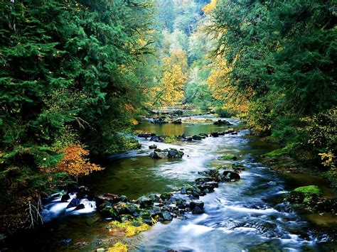 Nature Stream Mountain River Wallpaper Free Download Pics