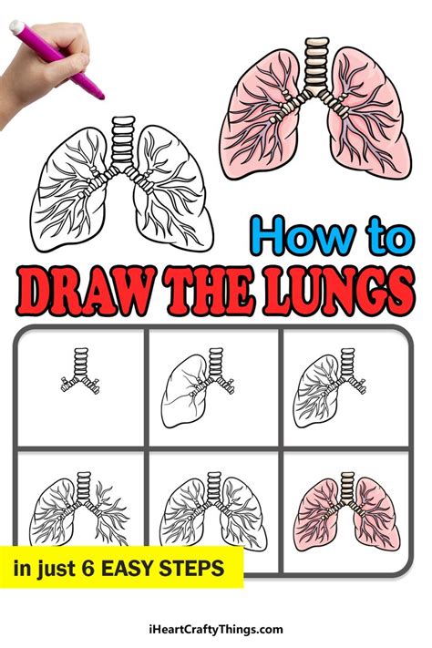 How To Draw Lungs A Step By Step Guide Lungs Drawing Doodle Art For Beginners Drawing Lessons