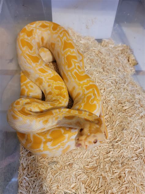 Albino 100 Het Lab 50 Het Granite Ph Green Burmese Python By Aandc