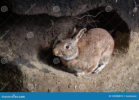 Rabbit By Burrow Royalty Free Stock Image 4711852