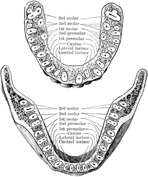 Jaw Showing Roots Of Teeth Clipart Etc