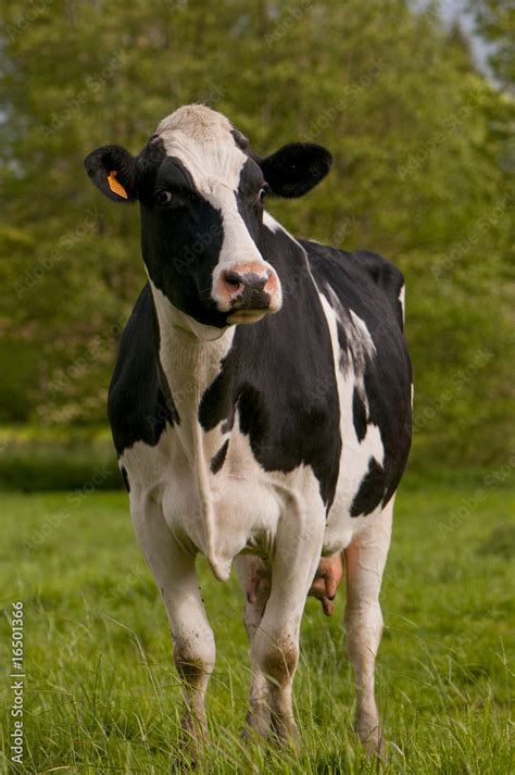 Vache Primholstein En Pâture Stock Photo Adobe Stock