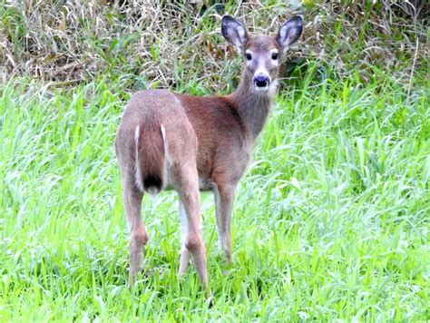 Columbian White Tailed Deer Odocoileus Virginianus Leucurus Wild