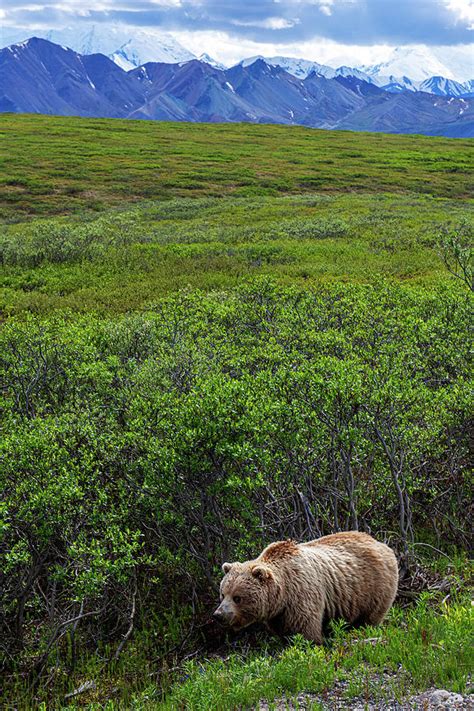 Grizzly In Denali Photograph By Andrew Kazmierski Pixels