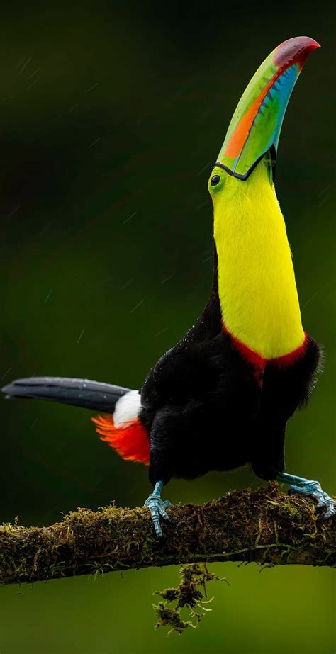 Beautiful And Colorful Toucan About Wild Animals