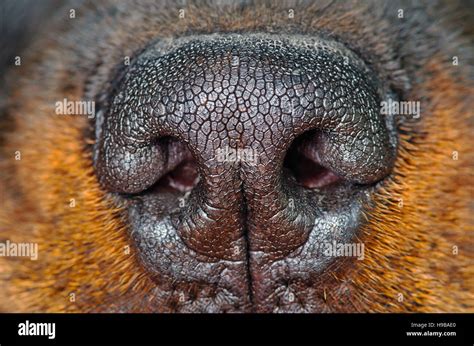 Dog Nose Close Up Stock Photo Alamy