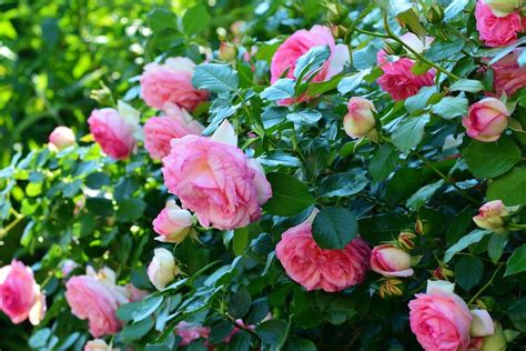 Foto 10 Warna Bunga Mawar Yang Cantik Dapat Ditanam Di Rumah