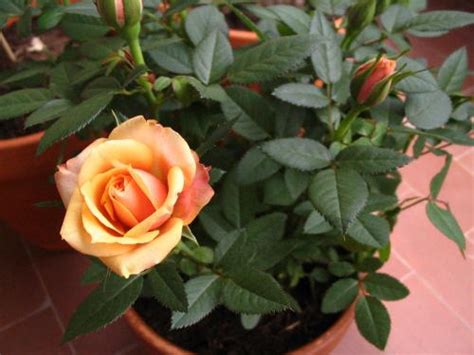 Miniature Rose Care Tips Mylot