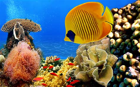 Coral Reef Fish Earth Blog