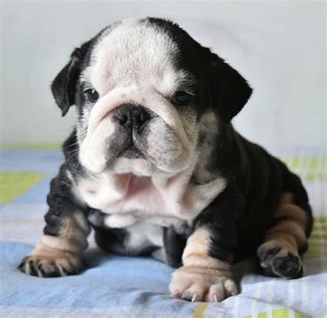English bulldogs are a medium sized, compact dog with short legs. Bulldog puppy for sale in ORLANDO, FL. ADN-29336 on PuppyFinder.com Gender: Male. Age: 5 Weeks ...