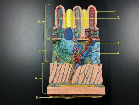 Small Intestinal Wall Model Diagram Quizlet