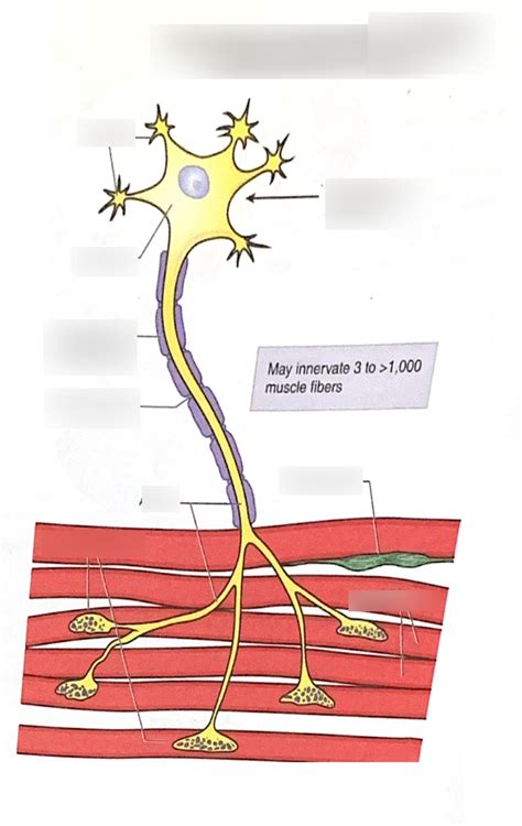 Motor Neurons Connect To Muscle Fibers Via Neuromuscular Junctions Diagram Quizlet