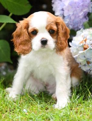 The cavalier king charles spaniel is an elegant, royal, toy spaniel, slightly longer than tall, with moderate bones. Adorable And Lovely Cavalier King Charles Spaniel Puppies ...