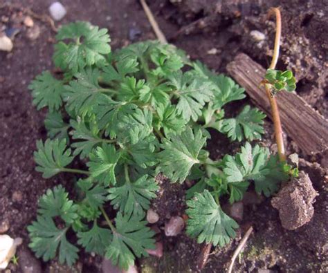 Parsley Piert Identify And Control This Lawn Weed