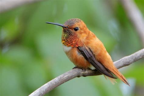 Rufous Hummingbird Bird Gallery Houston Audubon