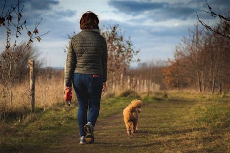 Waar Mag Je Wandelen Met Je Hond Top 3 Plekken In Nederland