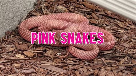 20 Beautiful Pink Snakes In The World With Pictures