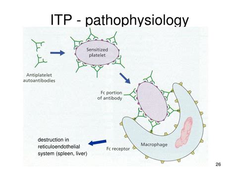 Ppt Approach To Low Blood Counts Thrombocytopenia Powerpoint