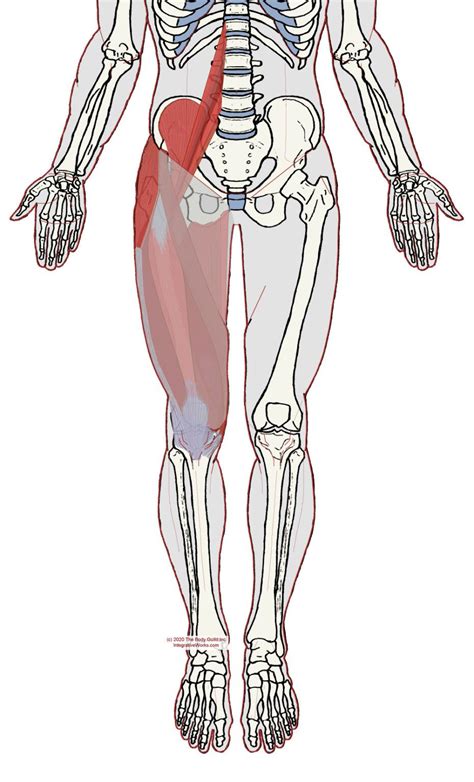 Iliotibial Tract And Fascia Lata Functional Anatomy Integrative