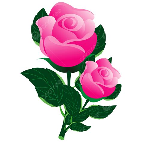 Gambar Mawar Bunga Baru Bunga Mawar Warna Bunga Mawar Floral Png Dan