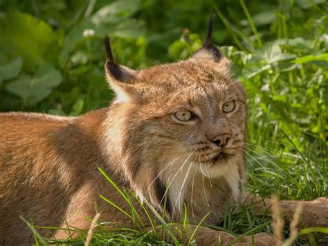 Ontario Couples Videos Of Two Shrieking Lynx Go Viral Amassing More