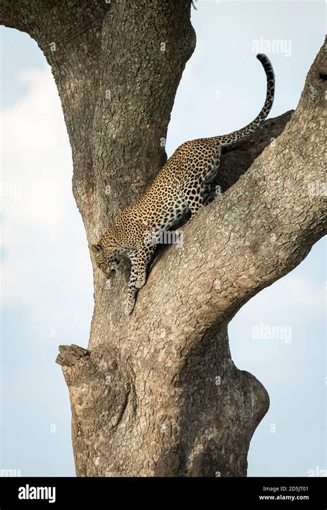 Adult Leopard Climbing Down A Big Tree In Serengeti National Park In