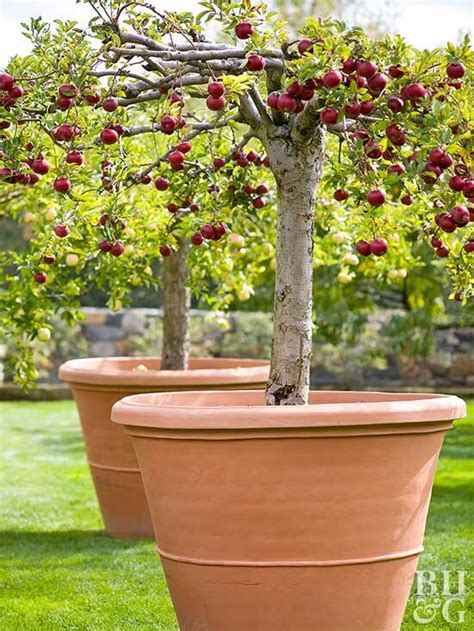 Dwarf Fruit Trees Perfect For A Smaller Yard Decoomo