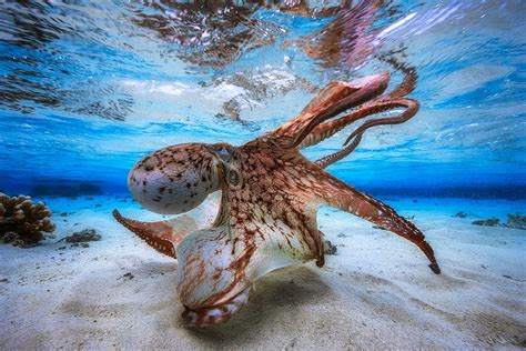 Looming Octopus Dances In Winning Underwater Photo Live Science