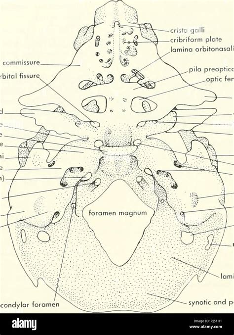 Foramen Rotundum Stockfotos Und Bilder Kaufen Alamy