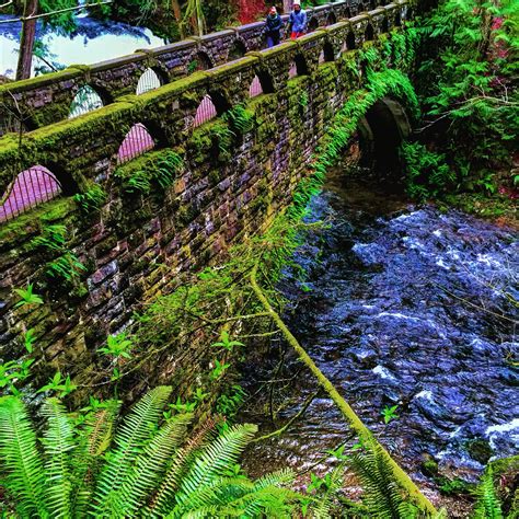 Beautiful Moss And Fern Covered Bridge In Washington State Covered