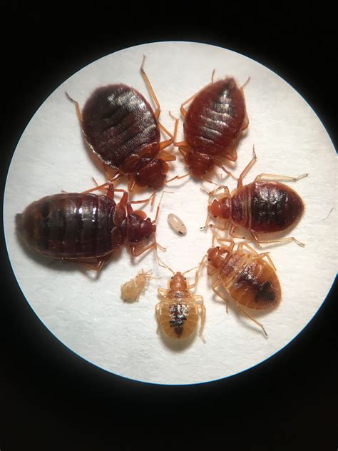 Can You Have Carpet Beetles And Bed Bugs At The Same Time Review Home Co