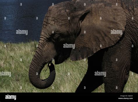 Young Elephant Feeding Stock Photo Alamy