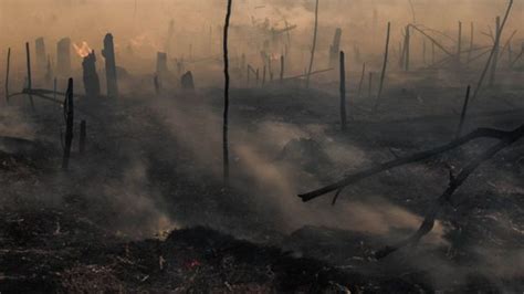 Kebakaran Hutan Dan Lahan Di Berbagai Negara Tahun 2020 Diprediksi Jadi