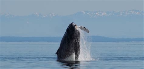 Humpback Whales Vancouver Island Homalco Wildlife And Cultural Tours