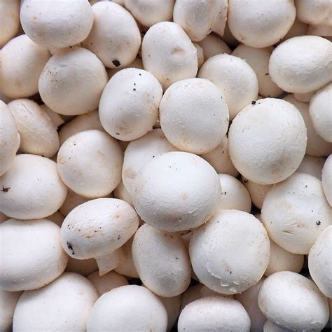 White Button Mushrooms Bulk Seconds Opens For Soups And Canning