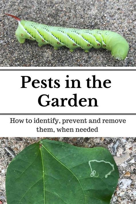 Learn How To Identify Common Garden Pests And Or The Damage They