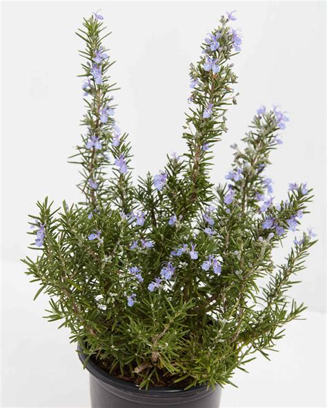 Tuscan Blue Rosemary Patio And Landscape Plants Lively Root