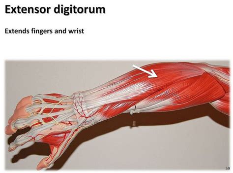 Extensor Digitorum Muscles Of The Upper Extremity Visual Atlas Page