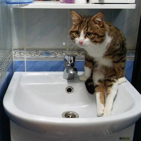 Some Cats Have Never Quite Mastered The Art Of Sitting Properly