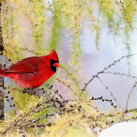 Cardinal In The Larch Bright And Beautiful Male Northern Red Cardinal