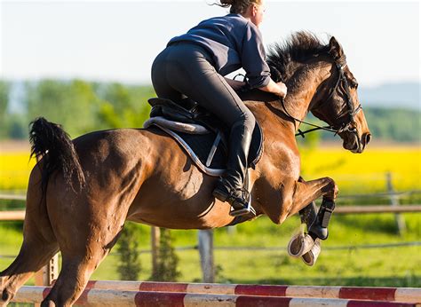 Who Invented Horse Jumping? | Wonderopolis