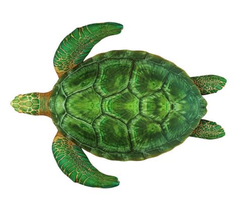 Turtles Top View Stock Photos Pictures And Royalty Free Images Istock