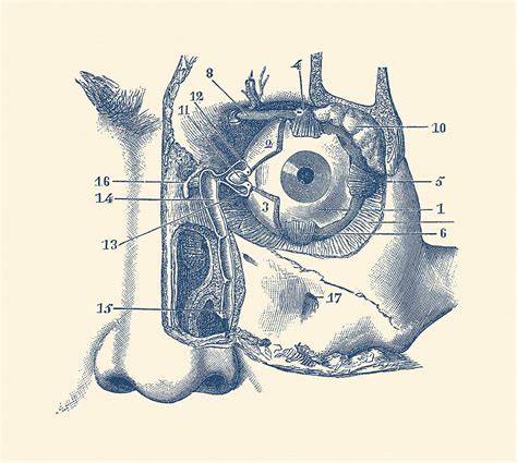 Vintage image human anatomical lungs heart retro drawing picture instant download printable clipart black and white printable digital image instant download hq 300dpi png and jpg prints (jpg images are on a white background and png images are on a transparent background). Human Eye And Tear Duct Diagram - Vintage Anatomy Drawing by Vintage Anatomy Prints