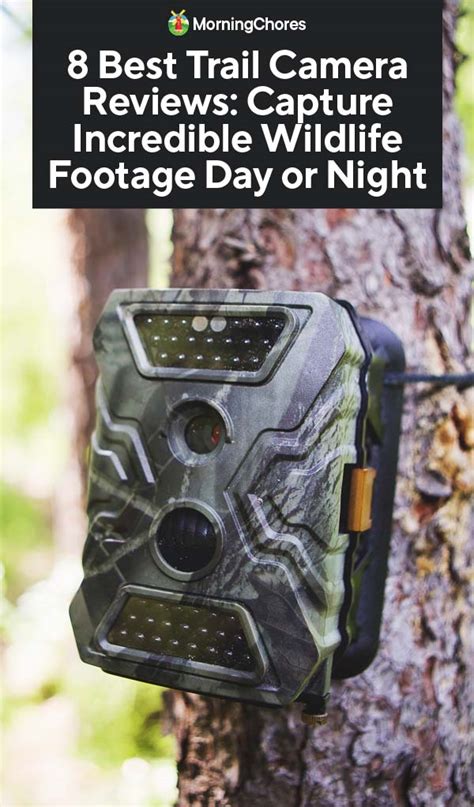 Best Trail Camera Reviews Capture Incredible Wildlife Footage Day Or Night