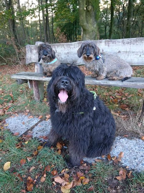 About wire hair dachshunds wire hair dachshund pups for sale from heartfelt dachshunds are popular choices, as well. Pin by Jean Pratt on wirehaired dachshunds | Wire haired ...
