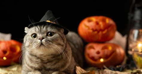 Cute And Spooky Halloween Costume Ideas For Cats Critter Culture