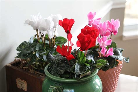 Cyclamen Care Instructions For Growing The Cheeriest Most Colorful